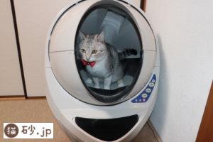 キャットロボットを使う猫