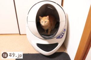 キャットロボットを使う猫