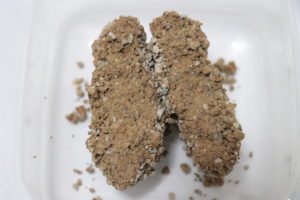 セリームバイオサンドローザ（尿を固めた砂の断面）