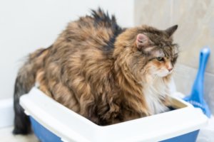 大きい猫トイレ