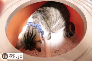上から猫トイレで上から猫トイレ用猫砂を使ってみた