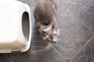 猫とシステムトイレの写真
