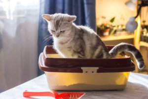 トイレに座る猫