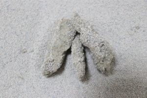 コンパクトサンドDXのおしこお固まり