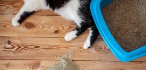 ベントナイトの猫砂