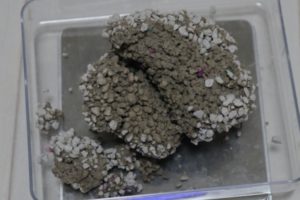ドンキホーテ固まる猫砂の固まり断面