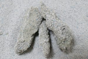 コンパクトサンドDXの固まり断面