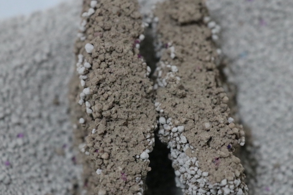 トライアル固まるネコ砂の固まり断面