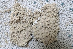 上から猫トイレ用猫砂の固まり断面