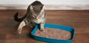 ヘッダー画像-木の猫砂