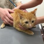 アイキャッチ画像-猫がワクチンを摂取している写真