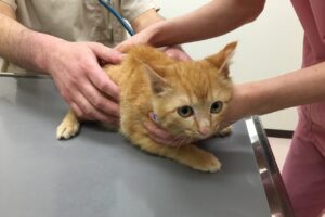 アイキャッチ画像-猫がワクチンを摂取している写真