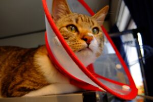 去勢手術を受けた猫の写真