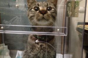 酸素カプセルに入っている猫の写真