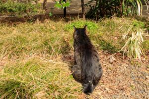 キジトラの写真